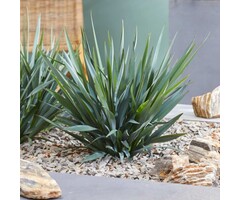 Tasmaanse vlaslelie - Dianella Blue Stream