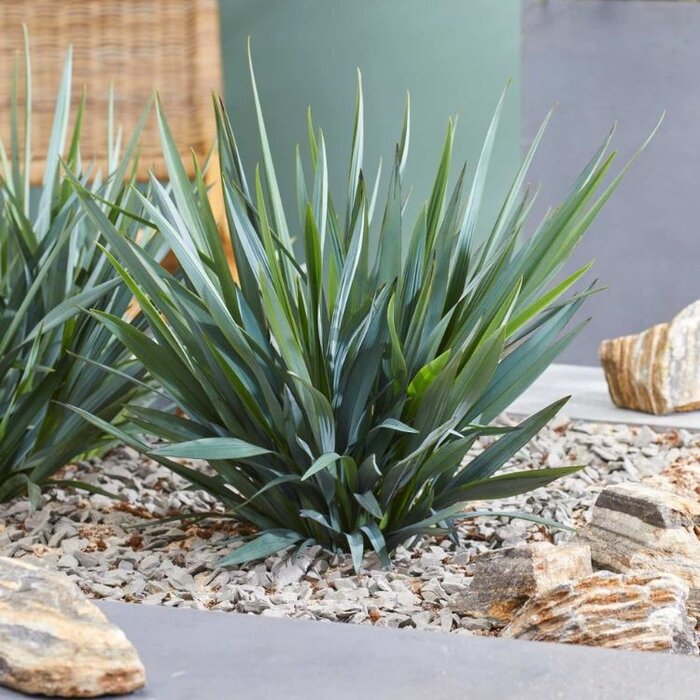 Tasmaanse vlaslelie - Dianella Blue Stream