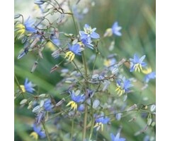 Tasmaanse vlaslelie - Dianella revoluta 'Coolvista'