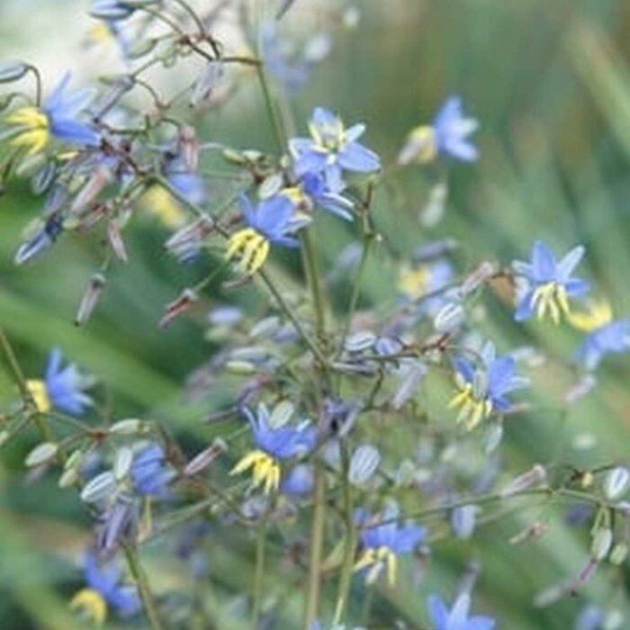 Tasmaanse vlaslelie - Dianella revoluta 'Coolvista'