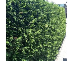 Groene coniferenhaag - Thuja occidentalis 'Brabant'