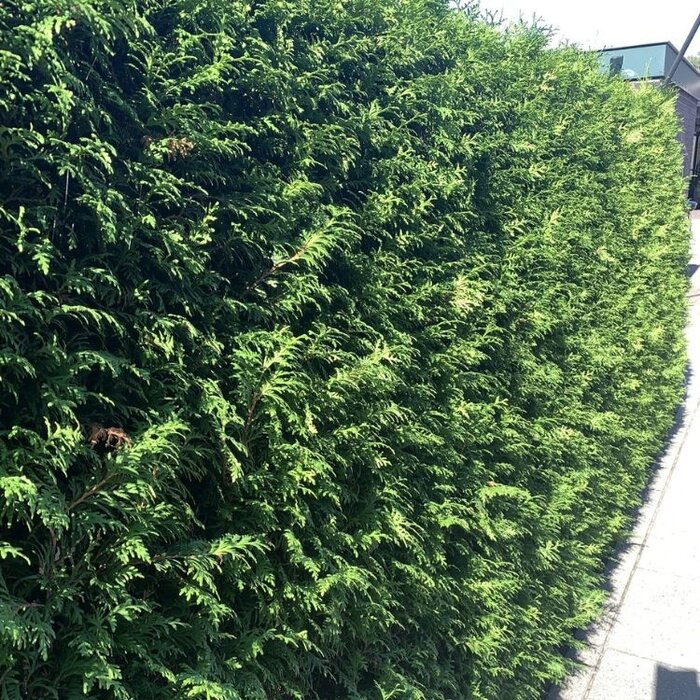 Groene coniferenhaag - Thuja occidentalis 'Brabant'