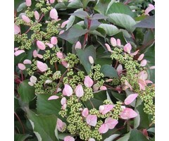 Valse klimhortensia - Schizophragma hydrang. 'Rose Sensation'