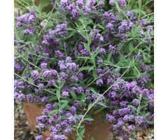 Vlinderstruik - Buddleja alternifolia 'Unique'