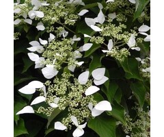 Valse klimhortensia - Schizophragma hydrang. 'Snow Sensation'