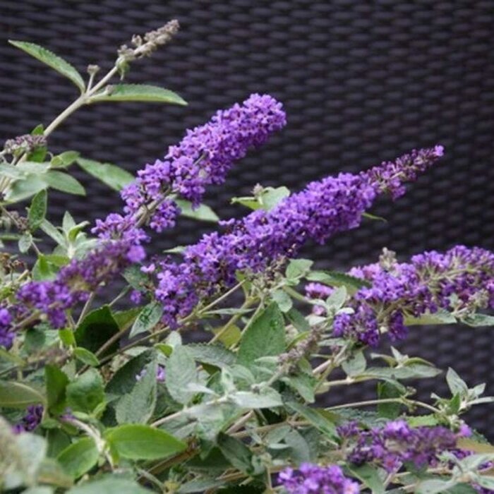 Vlinderstruik (Buddleja davidii 'Free Petite Blue Heaven' )