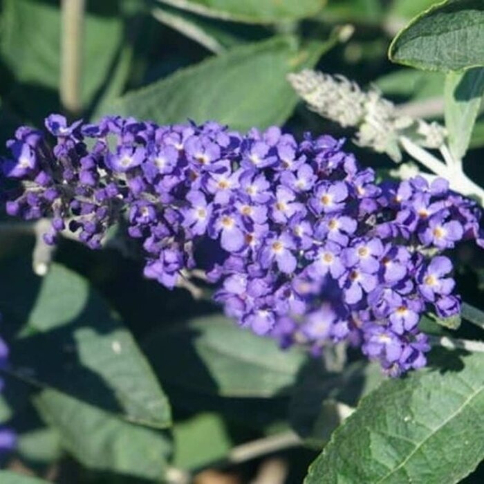 Vlinderstruik (Buddleja davidii 'Free Petite Blue Heaven' )
