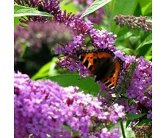 Vlinderstruik - Buddleja davidii 'Free Petite Lavender Flow'