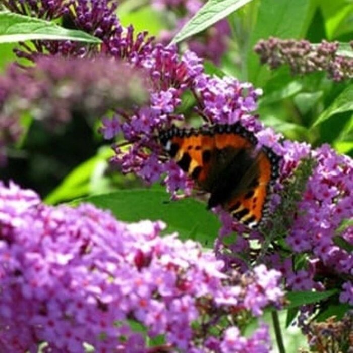 Vlinderstruik (Buddleja davidii 'Free Petite Lavender Flow' )