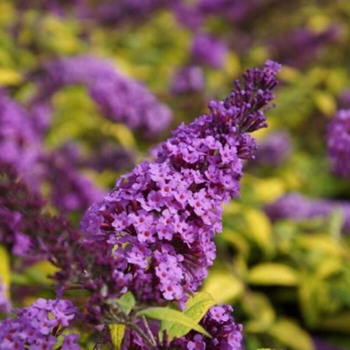 Vlinderstruik (Buddleja davidii 'Free Petite Lavender Flow' )