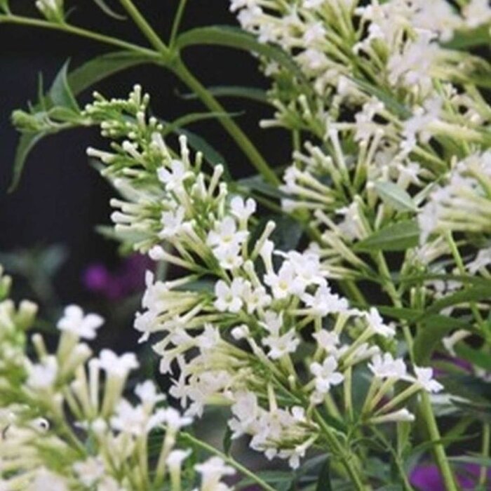 Vlinderstruik (Buddleja davidii 'Free Petite Snow White' )