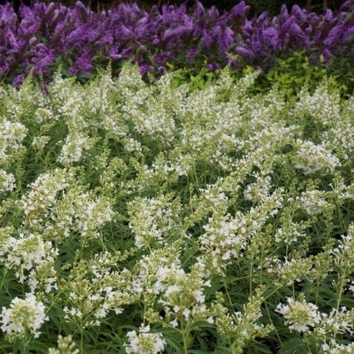 Vlinderstruik (Buddleja davidii 'Free Petite Snow White' )