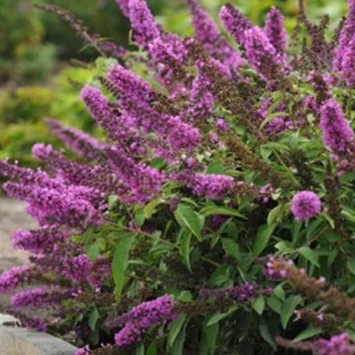 Vlinderstruik (Buddleja davidii 'Free Petite Tutti Frutti' )
