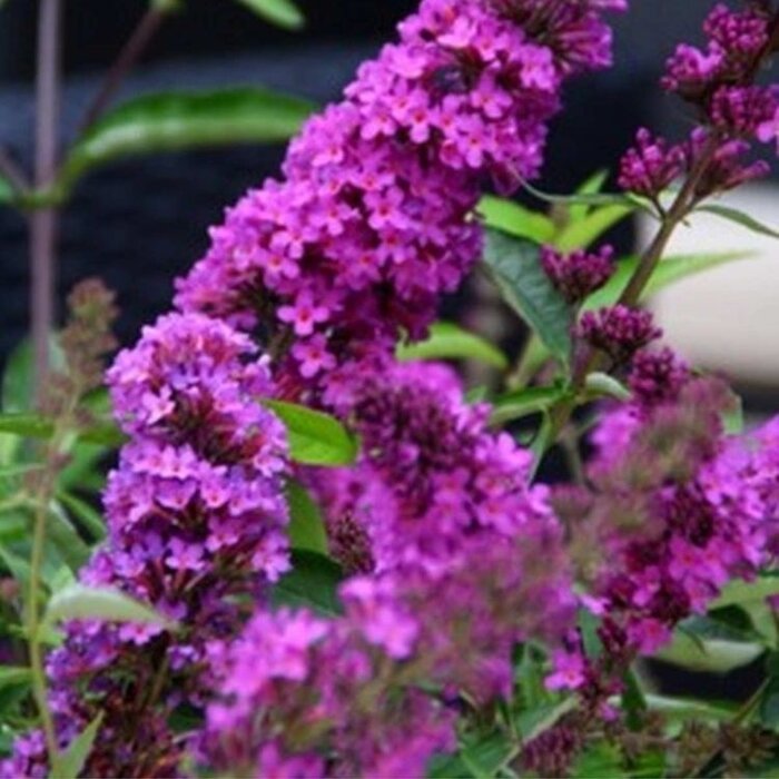 Vlinderstruik (Buddleja davidii 'Free Petite Tutti Frutti' )