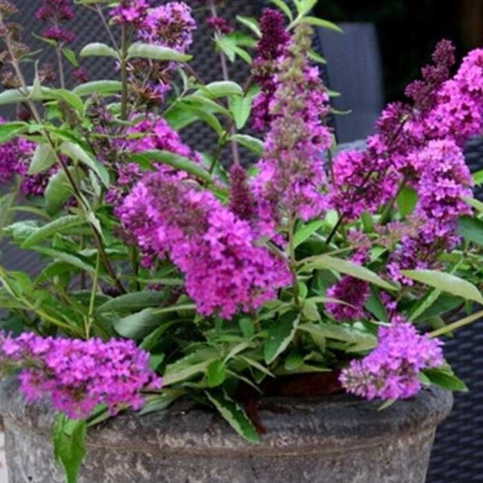 Vlinderstruik (Buddleja davidii 'Free Petite Tutti Frutti' )