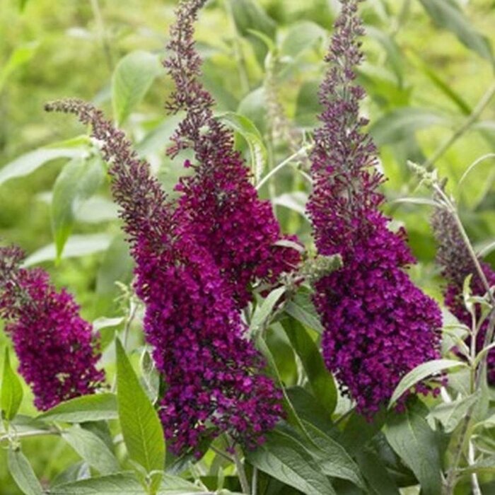 Vlinderstruik (Buddleja davidii 'Sugar Plum')