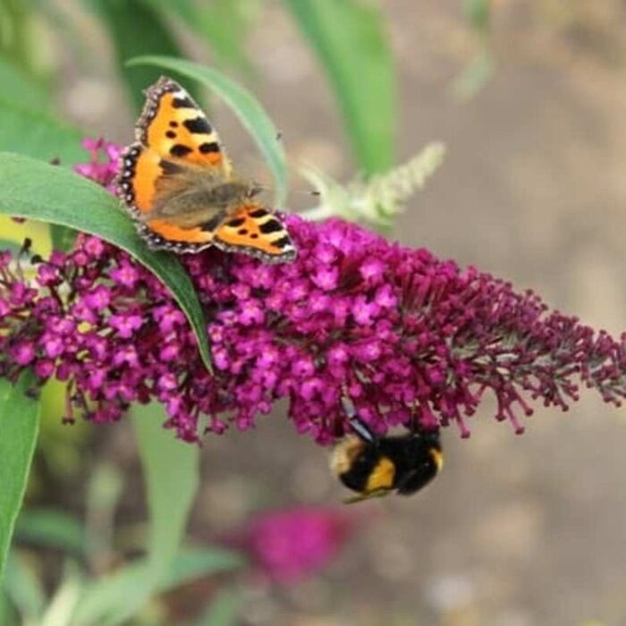 Vlinderstruik (Buddleja davidii 'Sugar Plum')