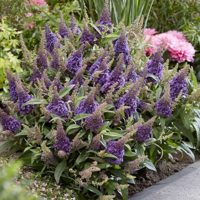 Vlinderstruik 'Little Lila' - Buddleja Butterfly Candy