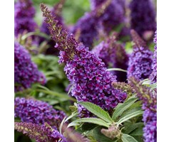 Buddleja davidii butterfly Candy Little Purple' - Vlinderstruik
