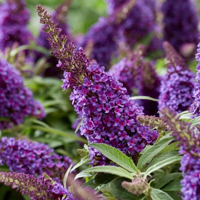 Vlinderstruik 'Little Purple' - Buddleja Butterfly Candy