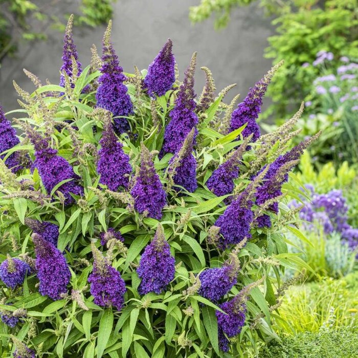 Vlinderstruik 'Little Purple' - Buddleja Butterfly Candy