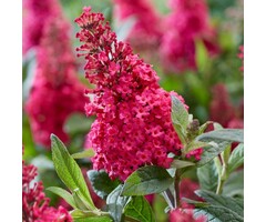 Buddleja davidii butterfly Candy Little Ruby' - Vlinderstruik