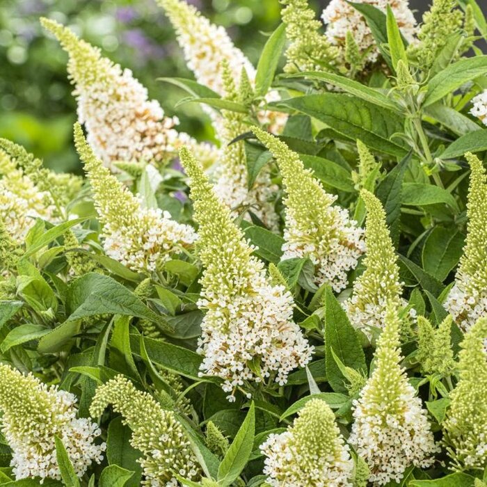 Vlinderstruik 'Little White' - Buddleja Butterfly Candy