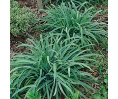 Zegge - Carex laxiculmis 'Bunny Blue'