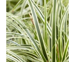 Zegge - Carex morrowii 'Vanilla Ice'