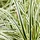 Zegge - Carex morrowii 'Vanilla Ice'