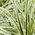 Zegge - Carex oshimensis 'Evercream'