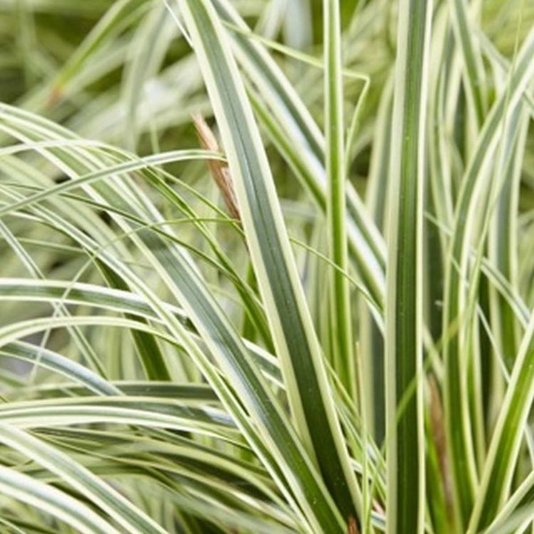 Zegge - Carex morrowii 'Vanilla Ice'