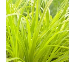 Zegge - Carex oshimensis 'Everillo'
