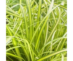 Zegge - Carex oshimensis 'Eversheen'