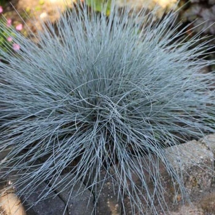 Zwenkgras - Festuca glauca 'Intense Blue'
