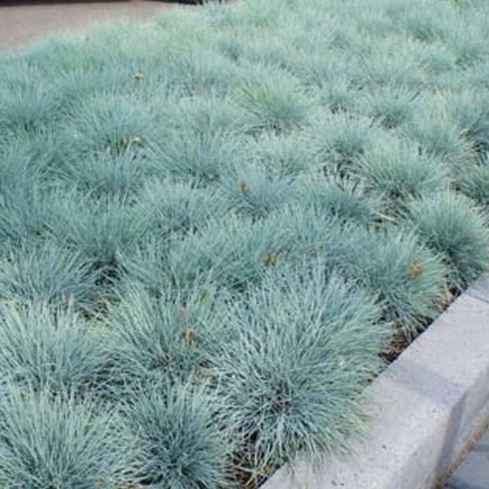 Zwenkgras - Festuca glauca 'Intense Blue'