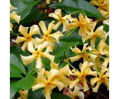 Toscaanse jasmijn - Trachelospermum jasm. Star of Toscane