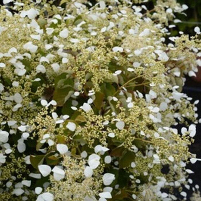 Valse klimhortensia - Schizophragma hydrang. 'Snow Sensation'