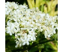 Vlier - Sambucus nigra Golden Tower'