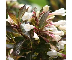 Weigelia - Weigela Black and White