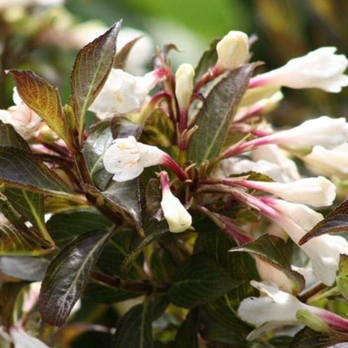 Weigelia (Weigela Black and White)