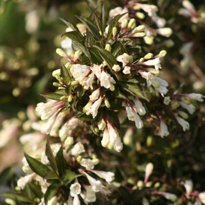 Weigelia (Weigela Black and White)