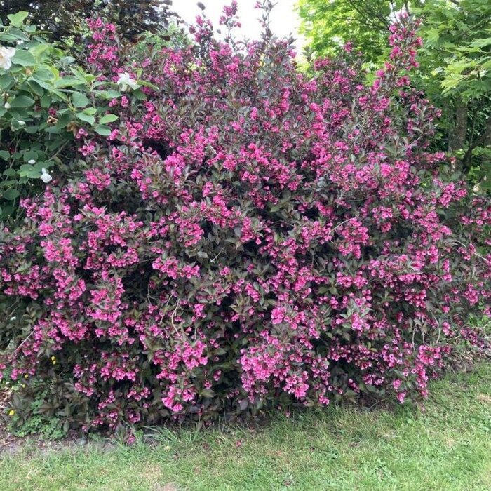Weigelia (Weigela florida 'Alexandra' )