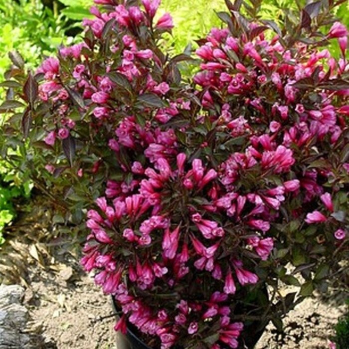 Weigelia (Weigela florida 'Alexandra' )