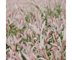 Wilg - Salix integra 'Flamingo'