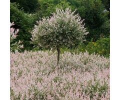 Wilg op stam - Salix integra 'Flamingo'