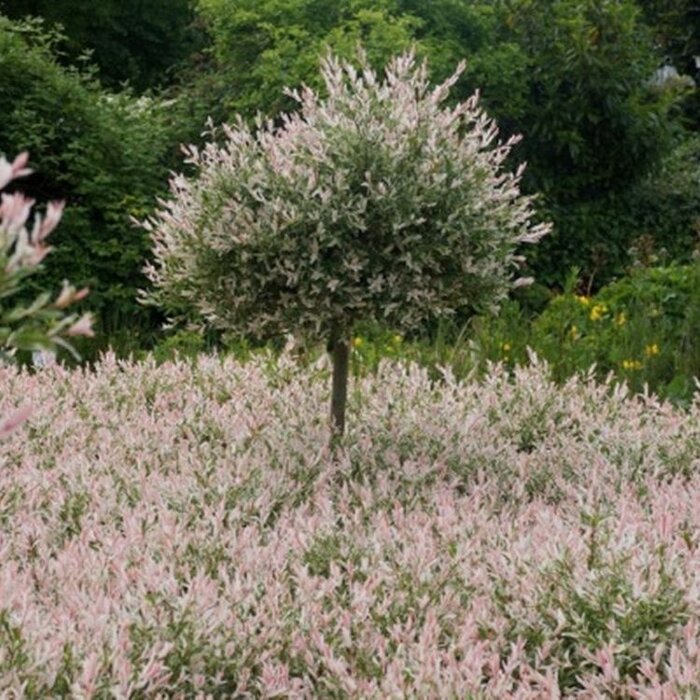 Wilg op stam - Salix integra 'Flamingo'