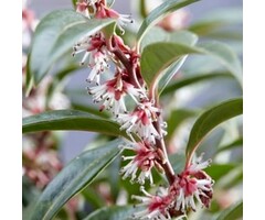 Winterjuweel - Sarcococca hookeriana 'Winter Gem'