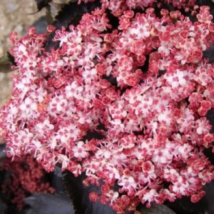 Zwarte Vlier - Sambucus nigra Black Tower meerstammig