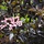 Zwarte vlier (Sambucus nigra Black Beauty )